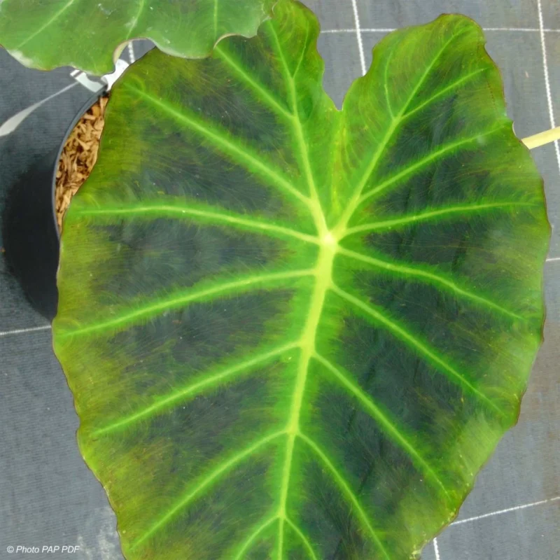 Colocasia Imperial Gigante - grandes feuilles décoratives