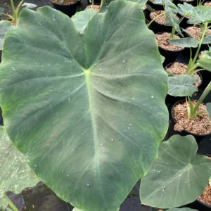 Colocasia Jack’s Giant – Oreille D’éléphant