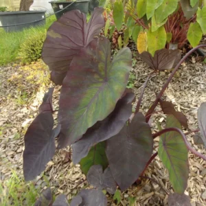 Colocasia Madeira – Oreille D’Eléphant