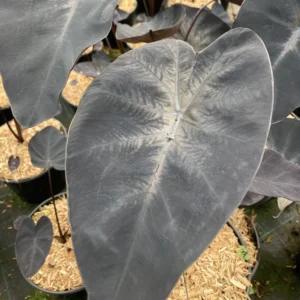 Colocasia Painted Black Gecko – Oreille D’éléphant
