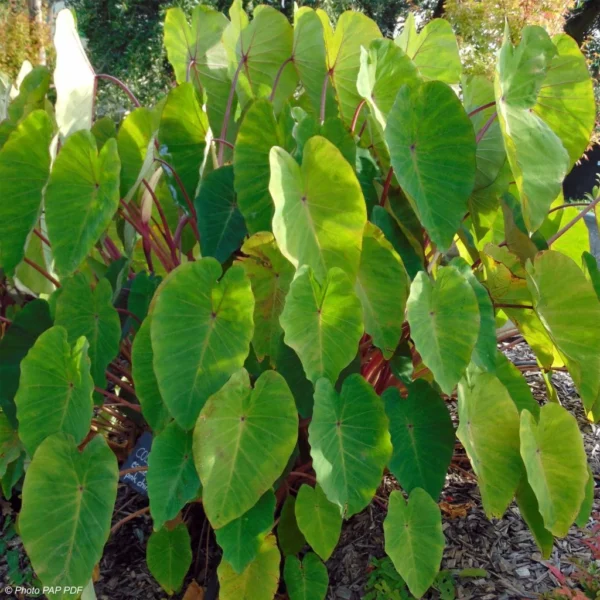 Colocasia Pink China – Oreille D’Eléphant