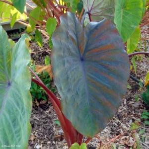 Colocasia Sangria – Oreille D’Eléphant