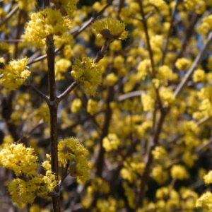 Cornus Mas Aurea – Cornouiller Mâle