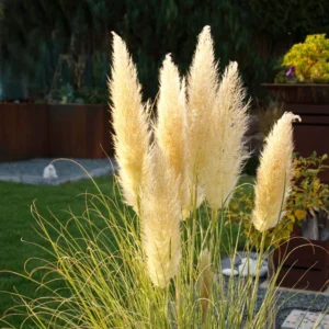 Cortaderia Selloana Mini Pampas – Herbe De La Pampa