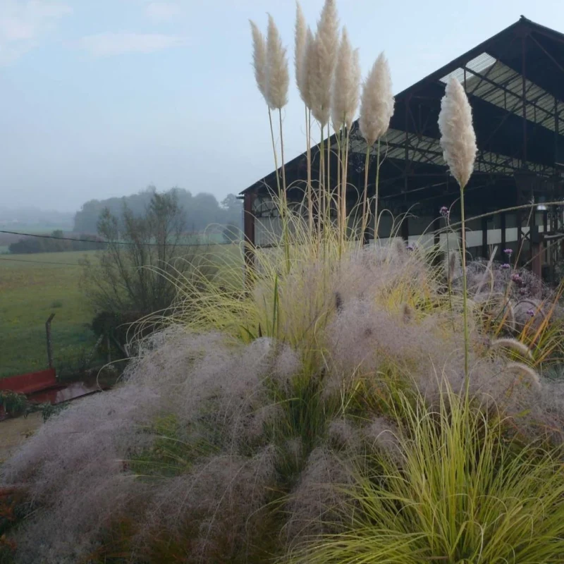 Cortaderia Selloana Splendid Star herbe de la pampa