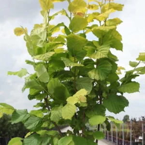 Corylus Avellana Aurea – Noisetier Doré.