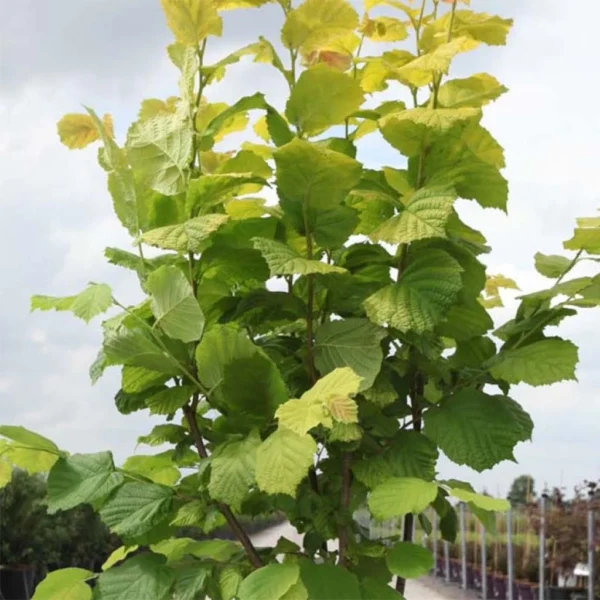 Corylus Avellana Aurea – Noisetier Doré.