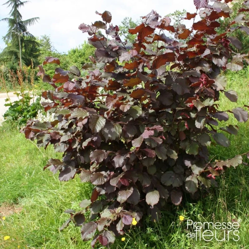 Noisetier pourpre Rode Zellernoot feuilles et noisettes