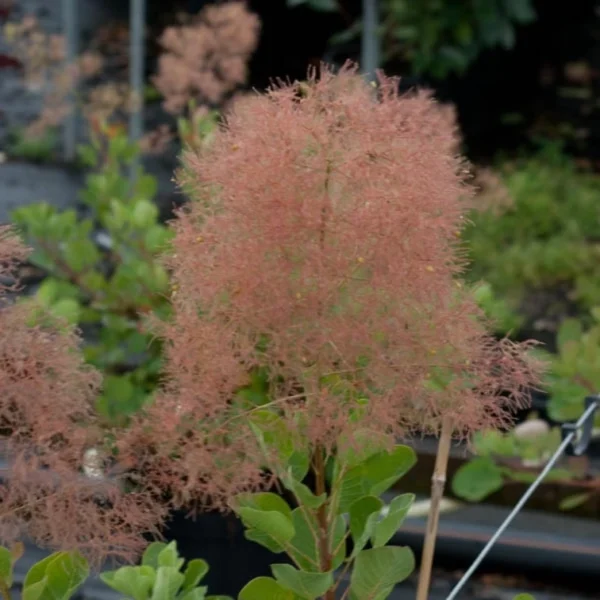 Cotinus Coggygria – Arbre à Perruques