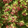 Crataegus Azarolus – Azérolier