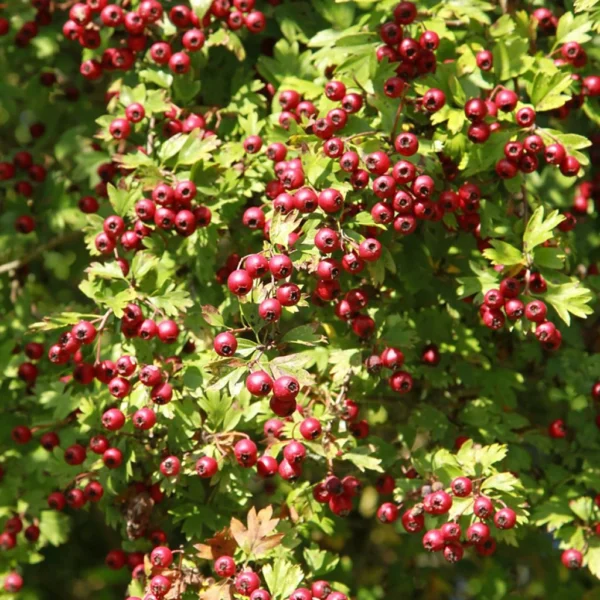 Crataegus Azarolus – Azérolier