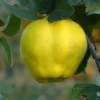 Cognassier Commun – Cydonia Oblonga Vranja