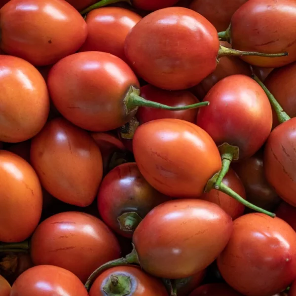 Cyphomandra Betacea Red – Tamarillo, Arbre à Tomates Rouges