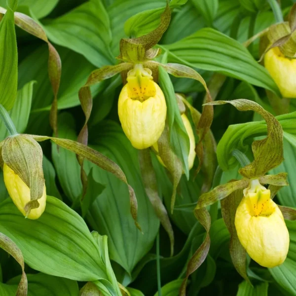 Cypripedium Kristi Lyn – Sabot De Vénus Hybride