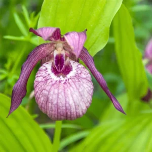 Cypripedium Lucy Pinkepank – Orchidée De Jardin Hybride, Sabot De Vénus