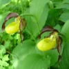 Cypripedium Calceolus – Sabot De Venus