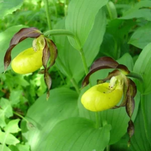 Cypripedium Calceolus – Sabot De Venus