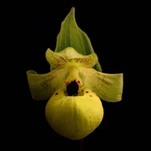 Cypripedium Flavum – Sabot De Vénus Jaune Pâle