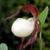 Cypripedium Kentuckiense – Sabot De Vénus Pourpre Et Ivoire