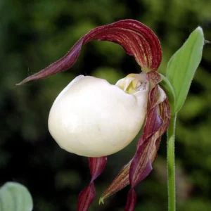 Cypripedium Kentuckiense – Sabot De Vénus Pourpre Et Ivoire