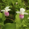 Cypripedium Reginae – Sabot De Venus