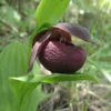 Cypripedium Smithii – Sabot De Vénus Rouge Pourpre