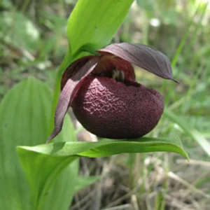 Cypripedium Smithii – Sabot De Vénus Rouge Pourpre