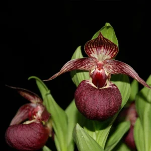 Cypripedium Tibeticum – Sabot De Vénus Rouge Pourpre