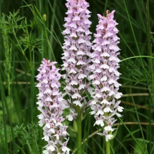 Dactylorhiza Fuchsii – Orchis De Fuchs