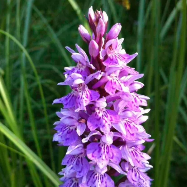 Dactylorhiza Maculata, Orchis Tacheté – Orchidée Terrestre Et Vivace
