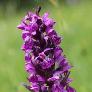 Dactylorhiza Majalis – Orchis De Mai Ou à Feuilles Larges