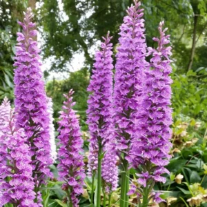 Dactylorhiza Praetermissa – Orchis Négligé