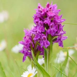 Dactylorhiza Purpurella, Orchis Pourpre – Orchidée Vivace De Jardin