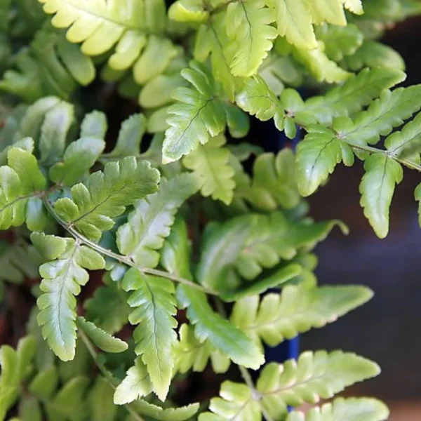 Dryopteris Championii – Fougère Persistante