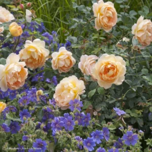 Duo Ambre Et Saphir – Rosier Et Géraniums Vivaces
