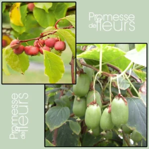 Duo Kiwi De Sibérie ‘Ken’s Red’ (femelle) + ‘Issai’ (pollinisateur)