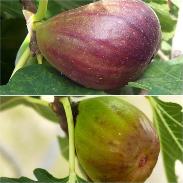 Duo De Figuiers Brown Turkey Rouge Et Goutte D’Or Blanc