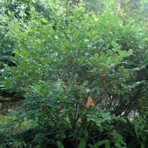 Elaeagnus Multiflora – Goumi Du Japon
