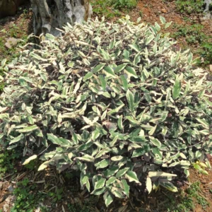 Elaeagnus Pungens Hosuba Fukurin – Chalef Panaché