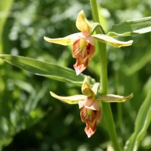 Epipactis Gigantea – Helleborine