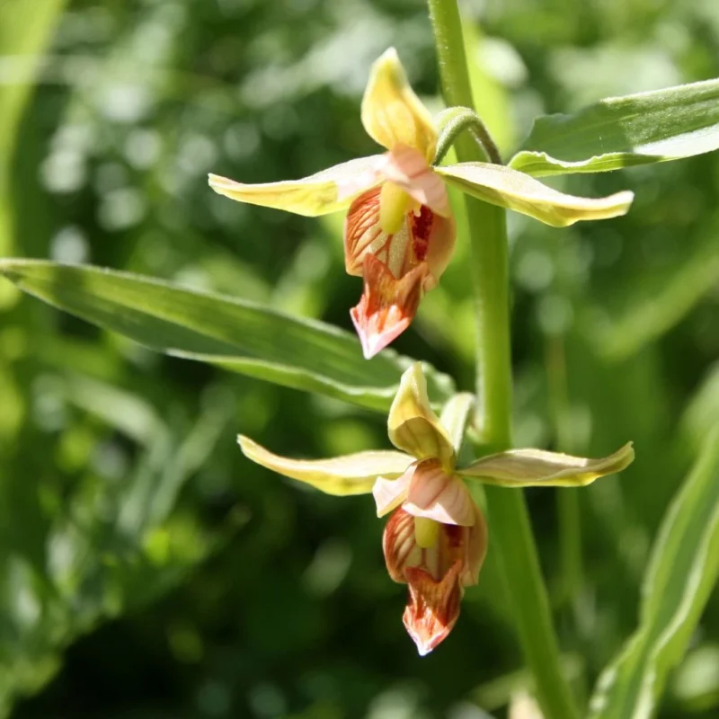 Epipactis Gigantea en fleurs, tige florale rougeâtre