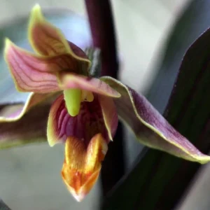 Epipactis Gigantea Night Serpentine – Orchidée De Jardin