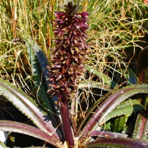 Eucomis Freckles – Eucomide Panachée