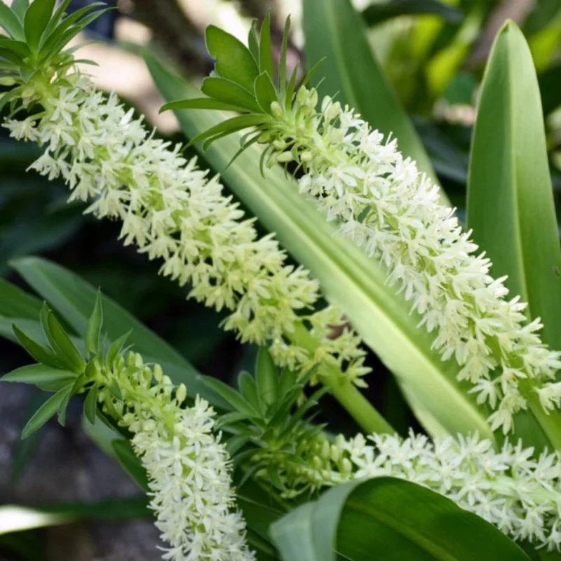 Eucomis Playa Blanca floraison blanche