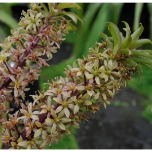 Eucomis Pole-evansii – Eucomide Blanche à Coeur Mauve.