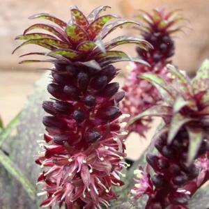 Eucomis Vandermerwei – Eucomide Panachée