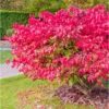 Euonymus Alatus Ciliatodentatus – Fusain Ailé