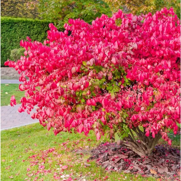 Euonymus Alatus Ciliatodentatus – Fusain Ailé