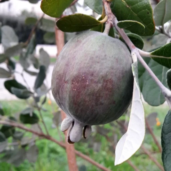 Feijoa Ou Acca Sellowiana Apollo – Goyavier Du Brésil