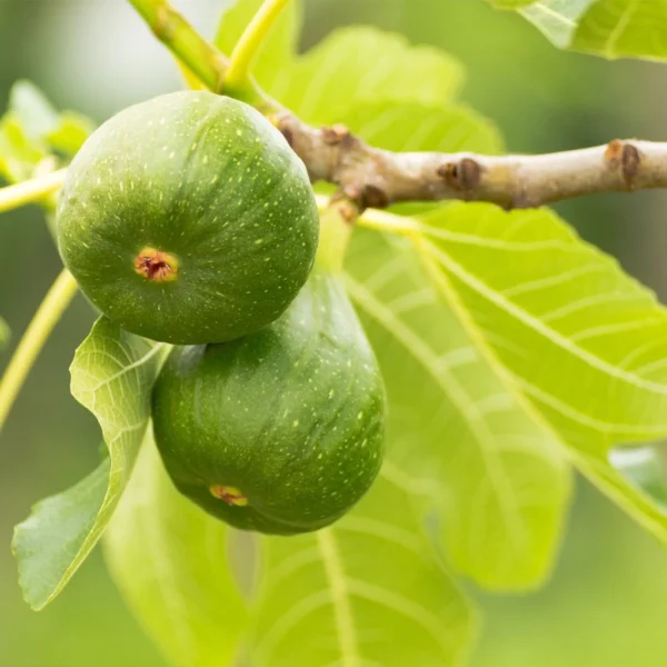 Figuier Jannot – Ficus Carica